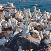 Cape St. Mary's Ecological Reserve, Avalon