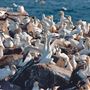 Cape St. Mary's Ecological Reserve, Avalon