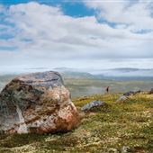 Southern Labrador