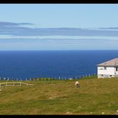 Cape St. Mary's, Avalon
