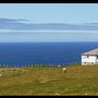 Cape St. Mary's, Avalon