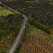 Heavy Tree Road